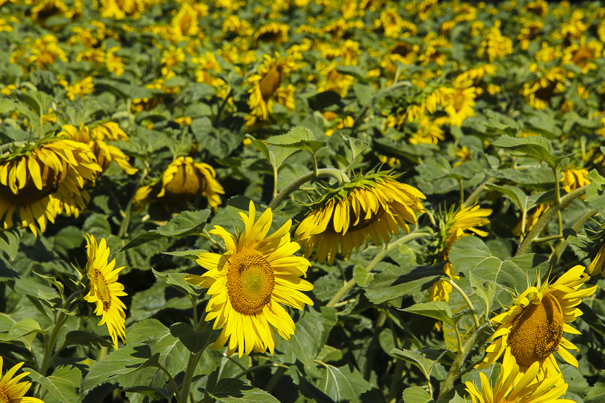 Lavamünd – Villach: Drautal und Sturz
