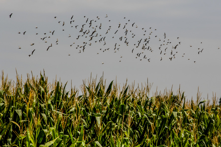 Annäherung an Maranello