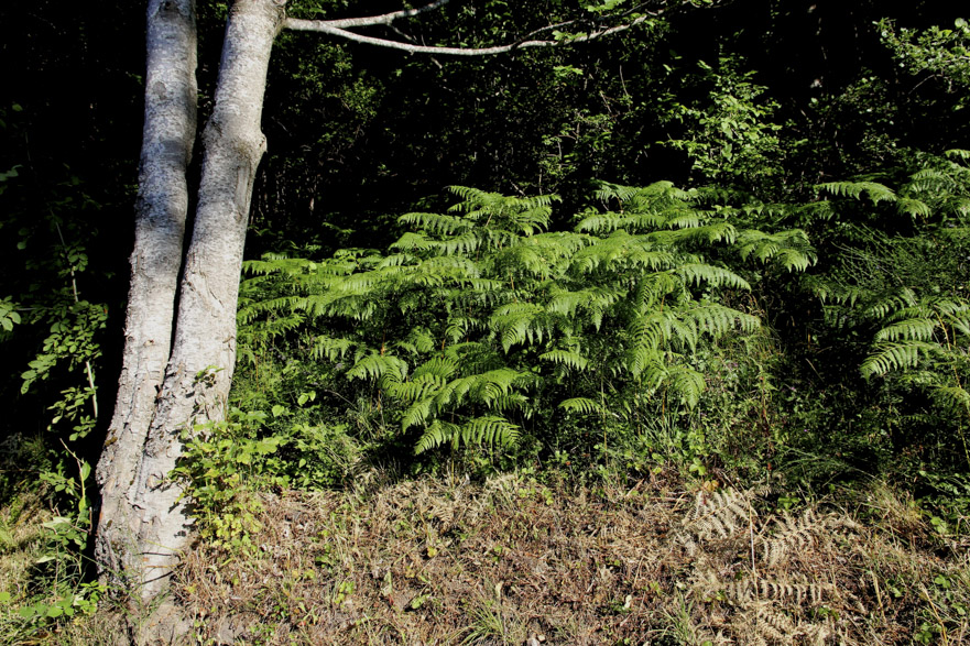 Anstieg zum Radici-Pass