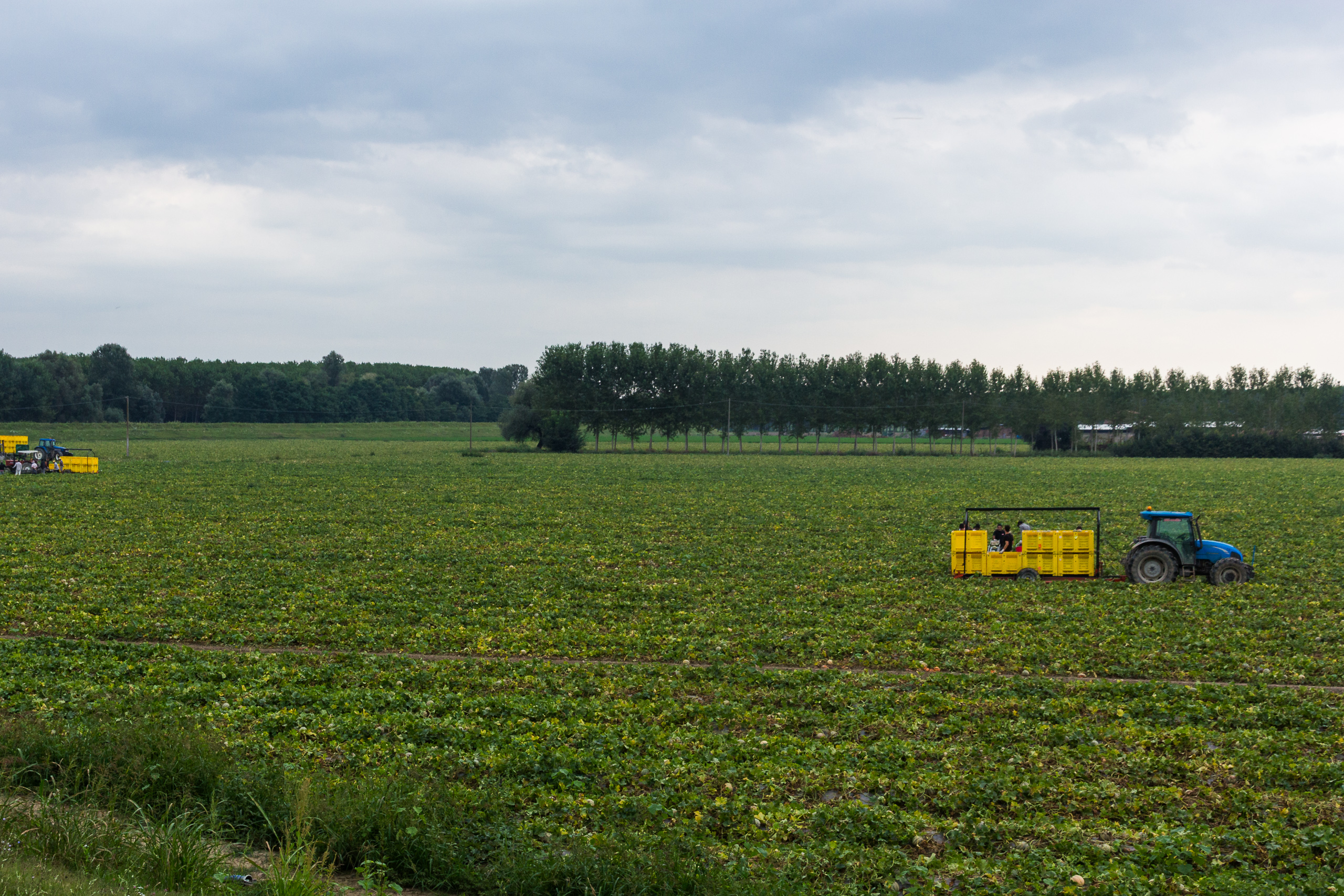 Melonenernte auf einem Riesenfeld in der Poebene