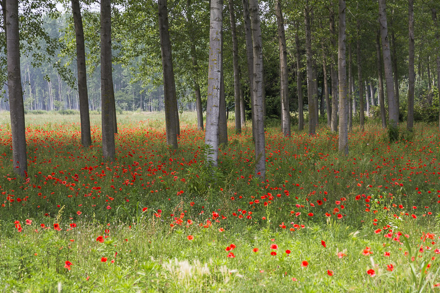Milano – Trino: Durch die Poebene der Reisfelder