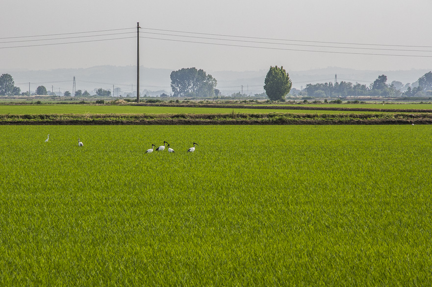 Azienda Agricola Castellana – Backsteinfassade so lang wie ein Fußballfeld