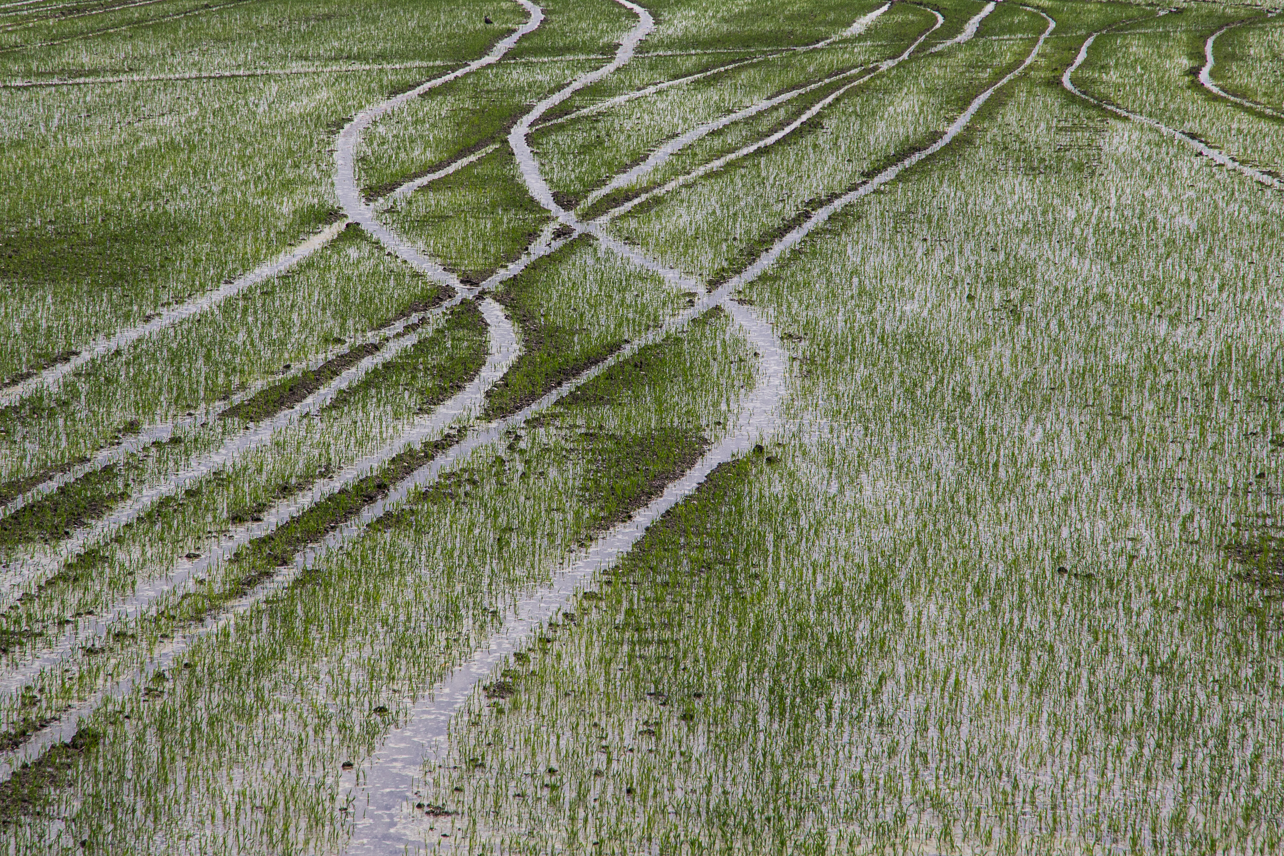 Grafische Wasserlinien im gefluteten Reisfeld