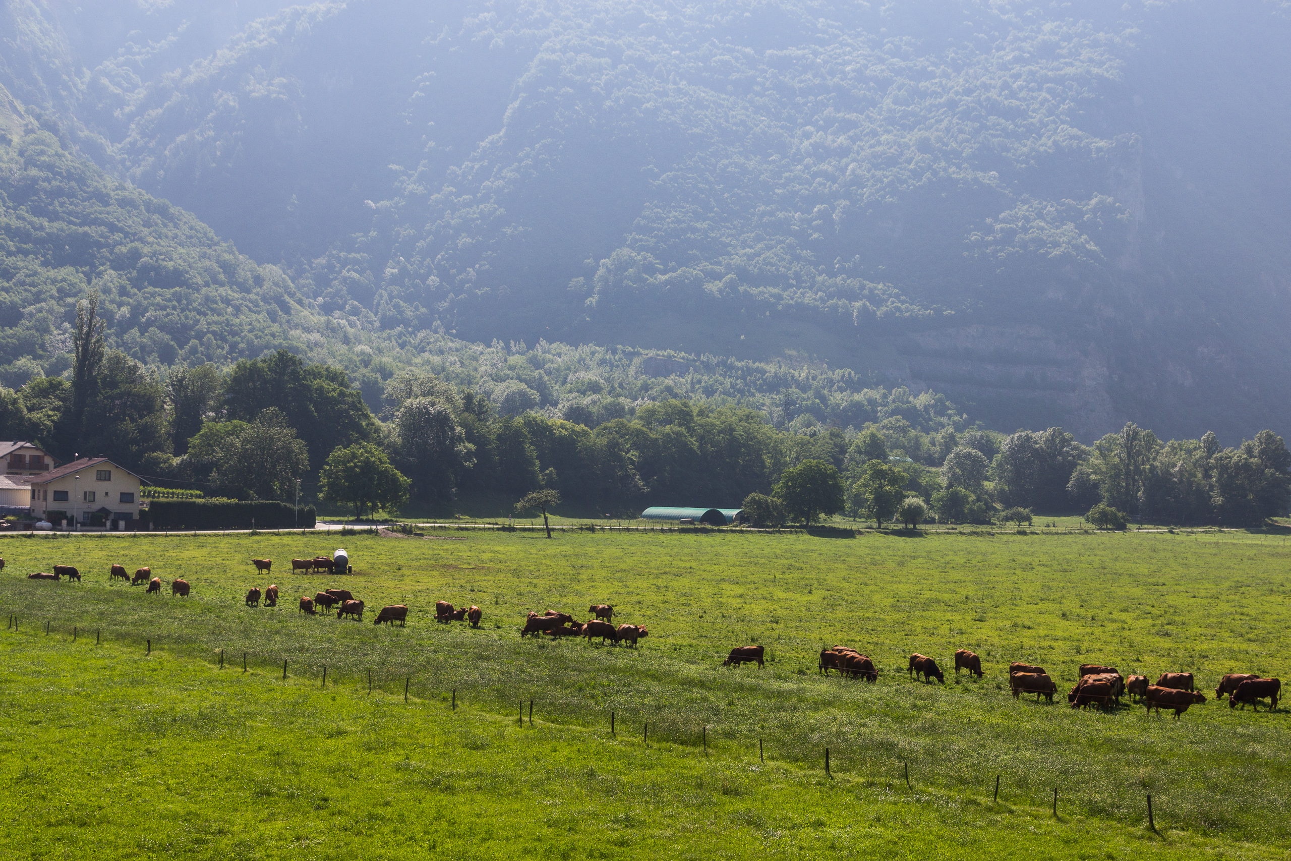 Tarine-Kühe auf den Weiden der Maurienne