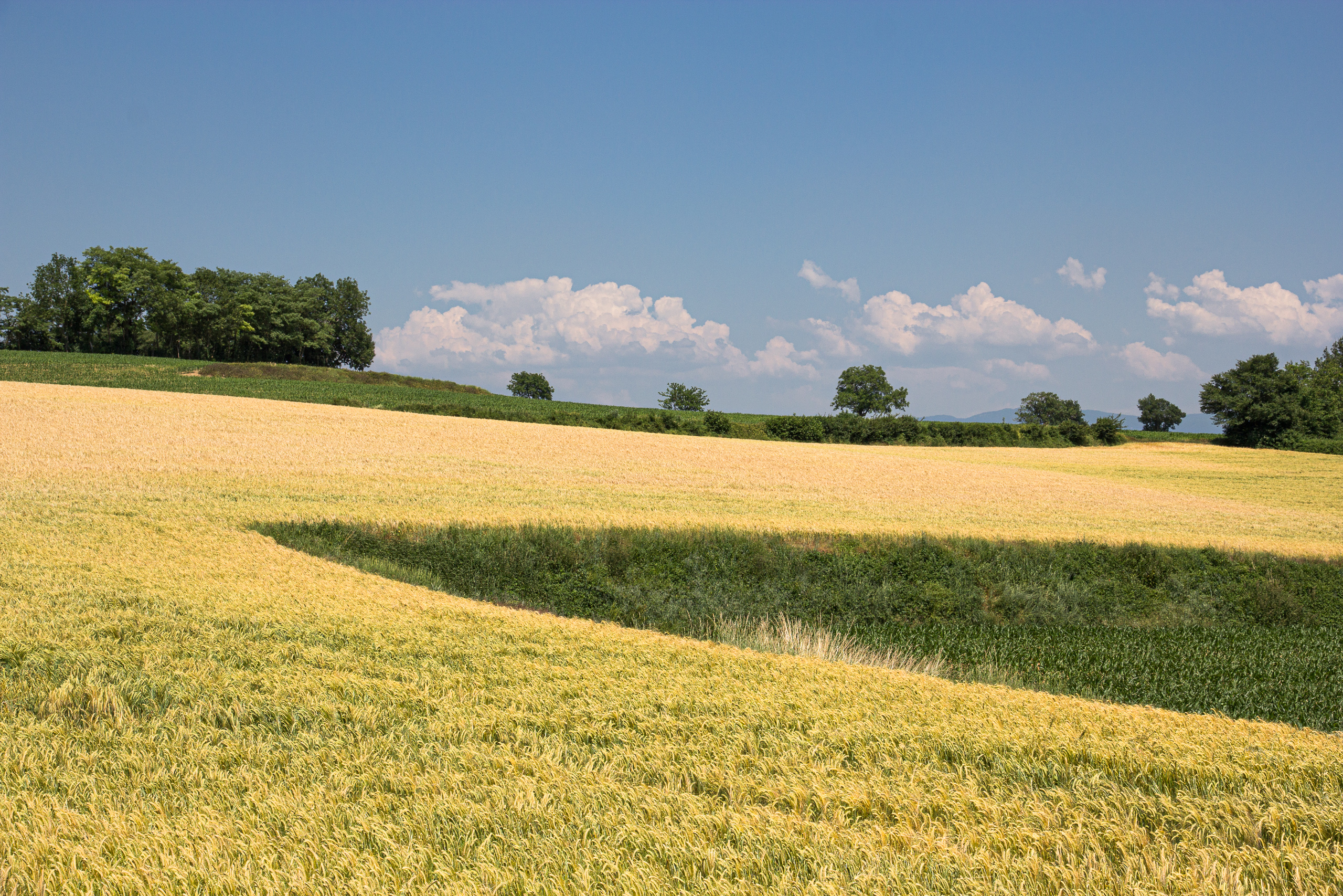 Reife Getreidefelder unter Sommerwolken