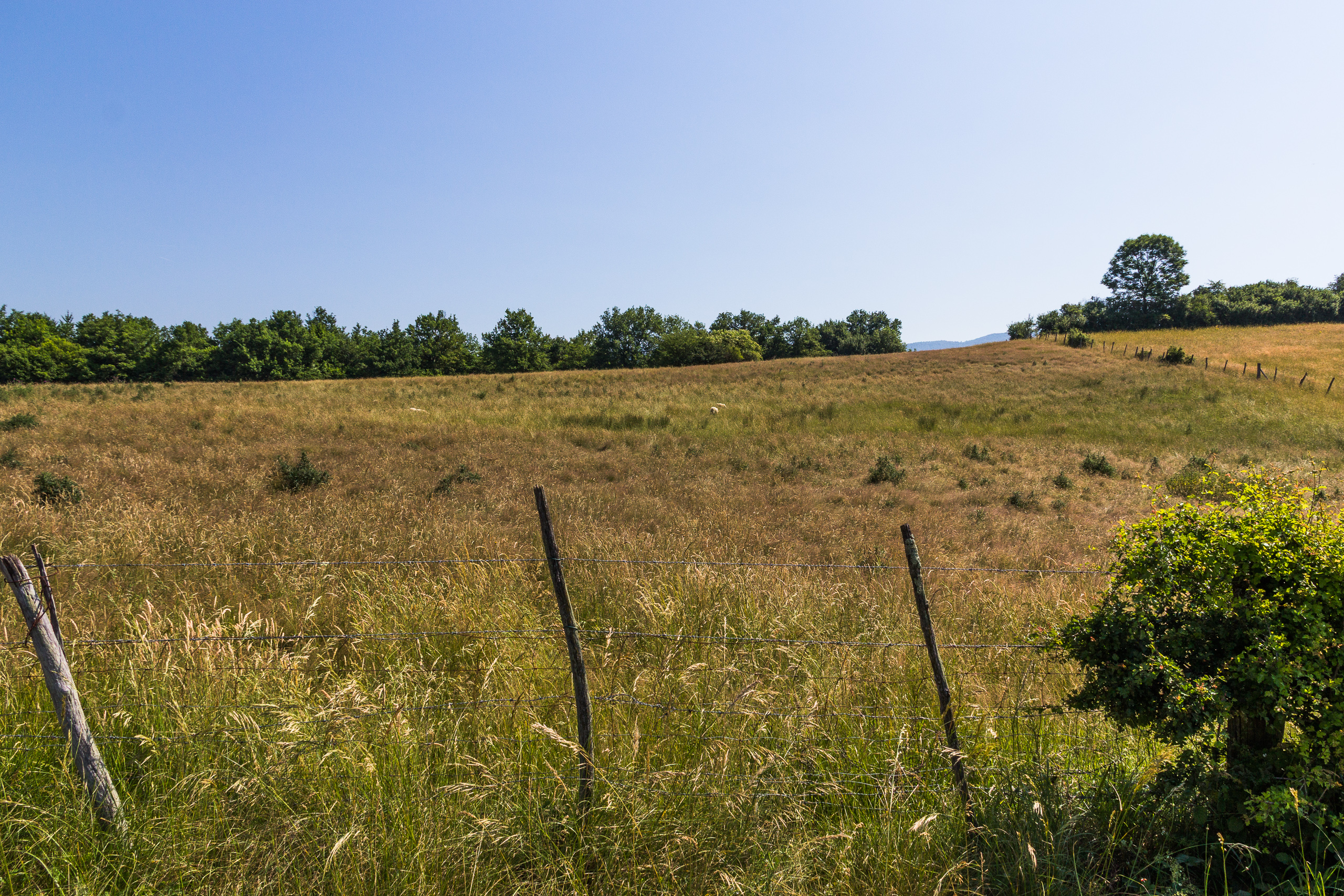 Trockene Sommerwiese mit Weidezaun im Avant-Pays