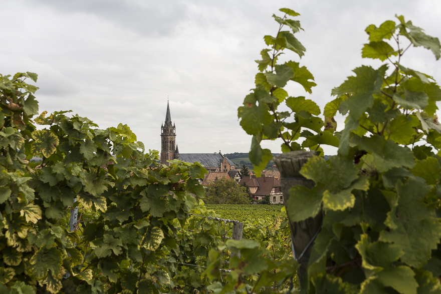 Die Weingärten reichen bis ganz an den Rand der Dörfer