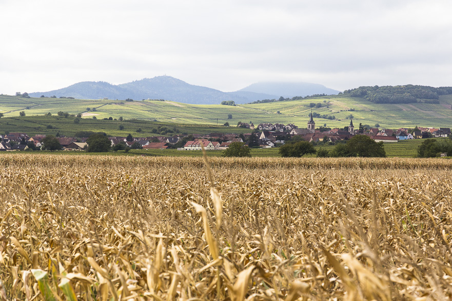Keine Zersiedelung – auch die Weinbauern konzentriert in den Orten