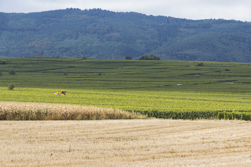 Riesling, Pinot gris, Silvaner, Gewürztraminer – 90 Prozent Weißwein
