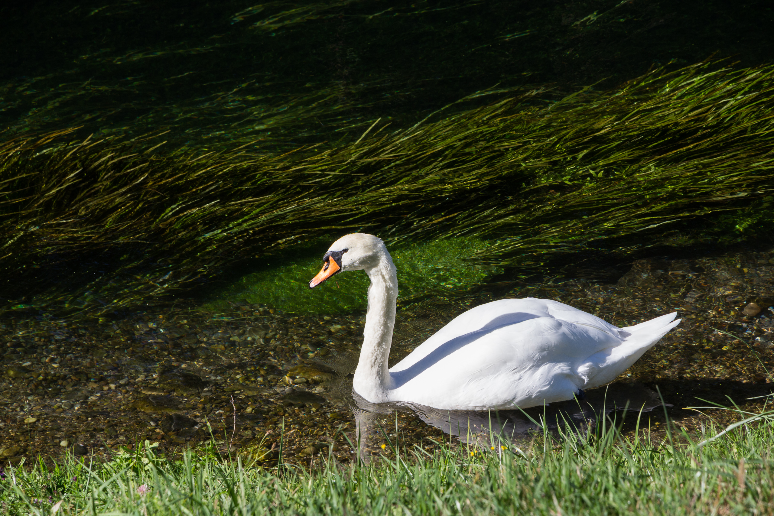 Der einsame Schwan im klaren Wasser des Kanals