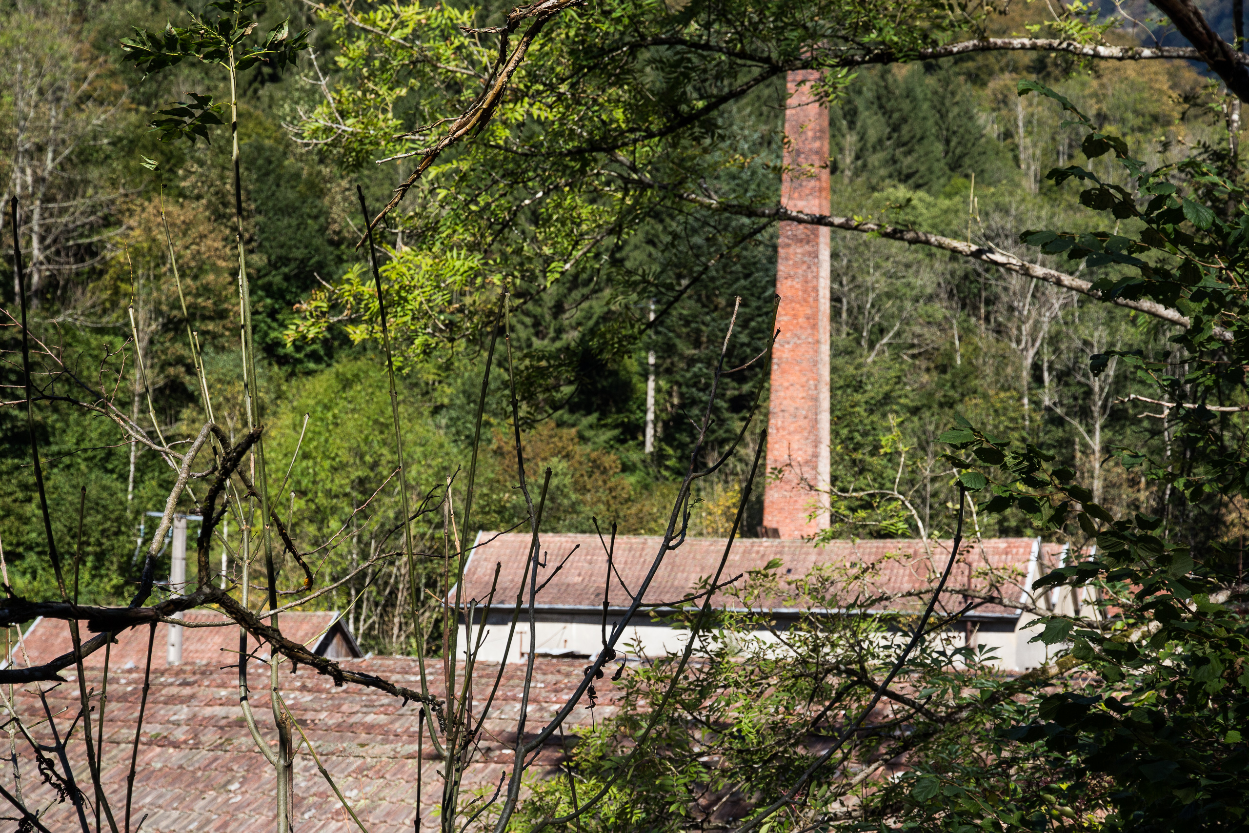 Der Backsteinschlot einer verlassenen Fabrik ragt aus dem Wald