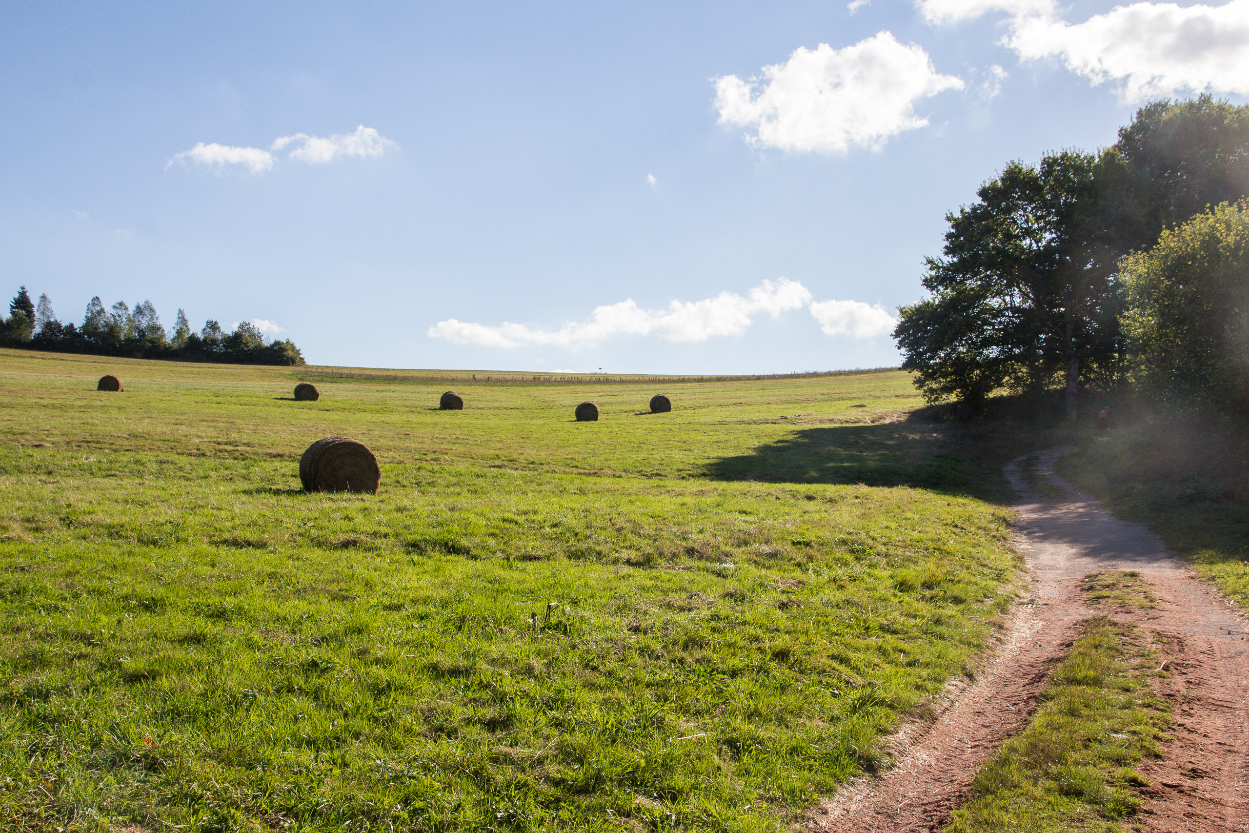Rundballen auf der abgemähten Wiese, daneben der Feldweg