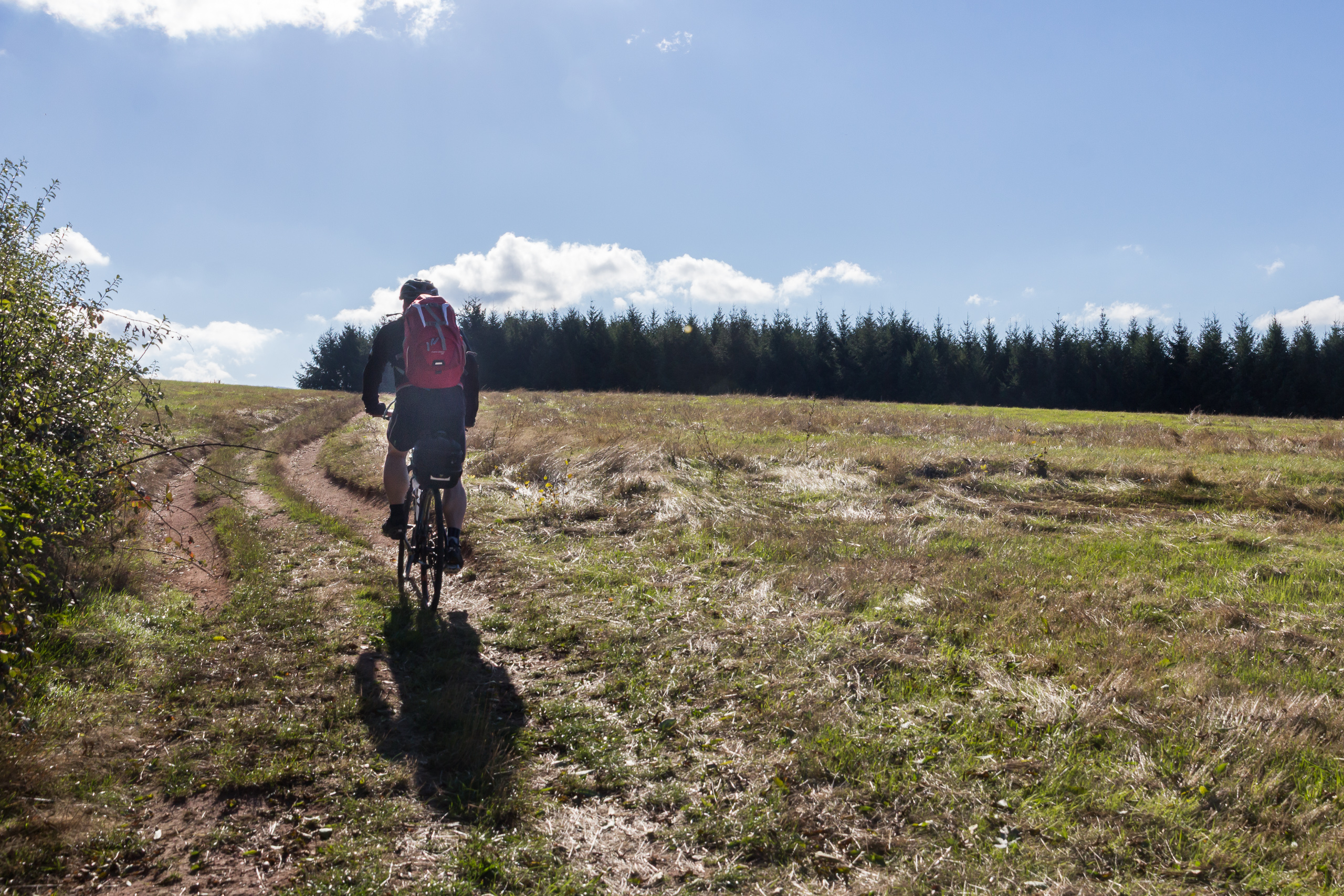 Über den Wiesenweg bergauf, vor der dunklen Fichtenreihe