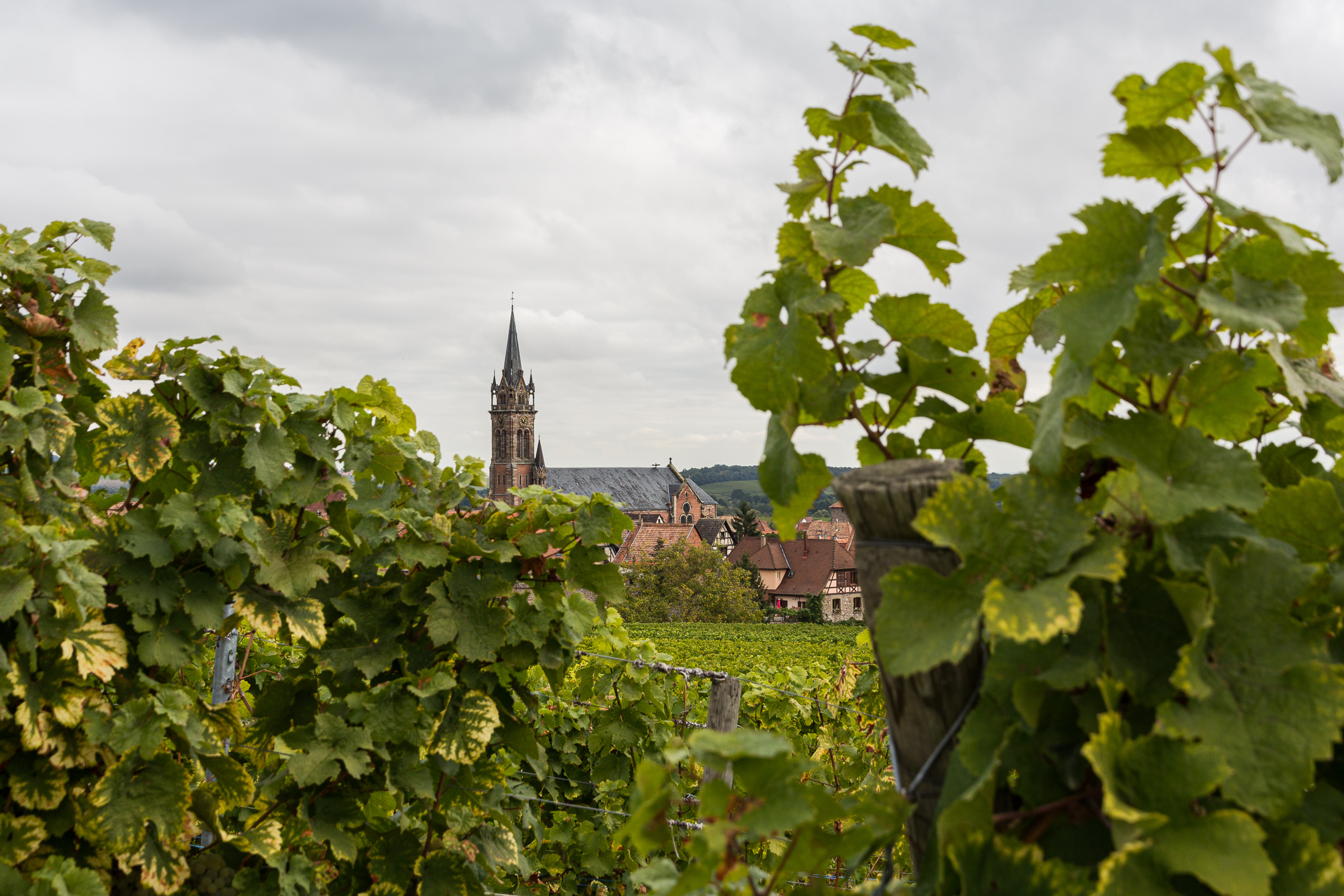 Kirchturm über den Reben – Blick aus dem Weingarten heraus