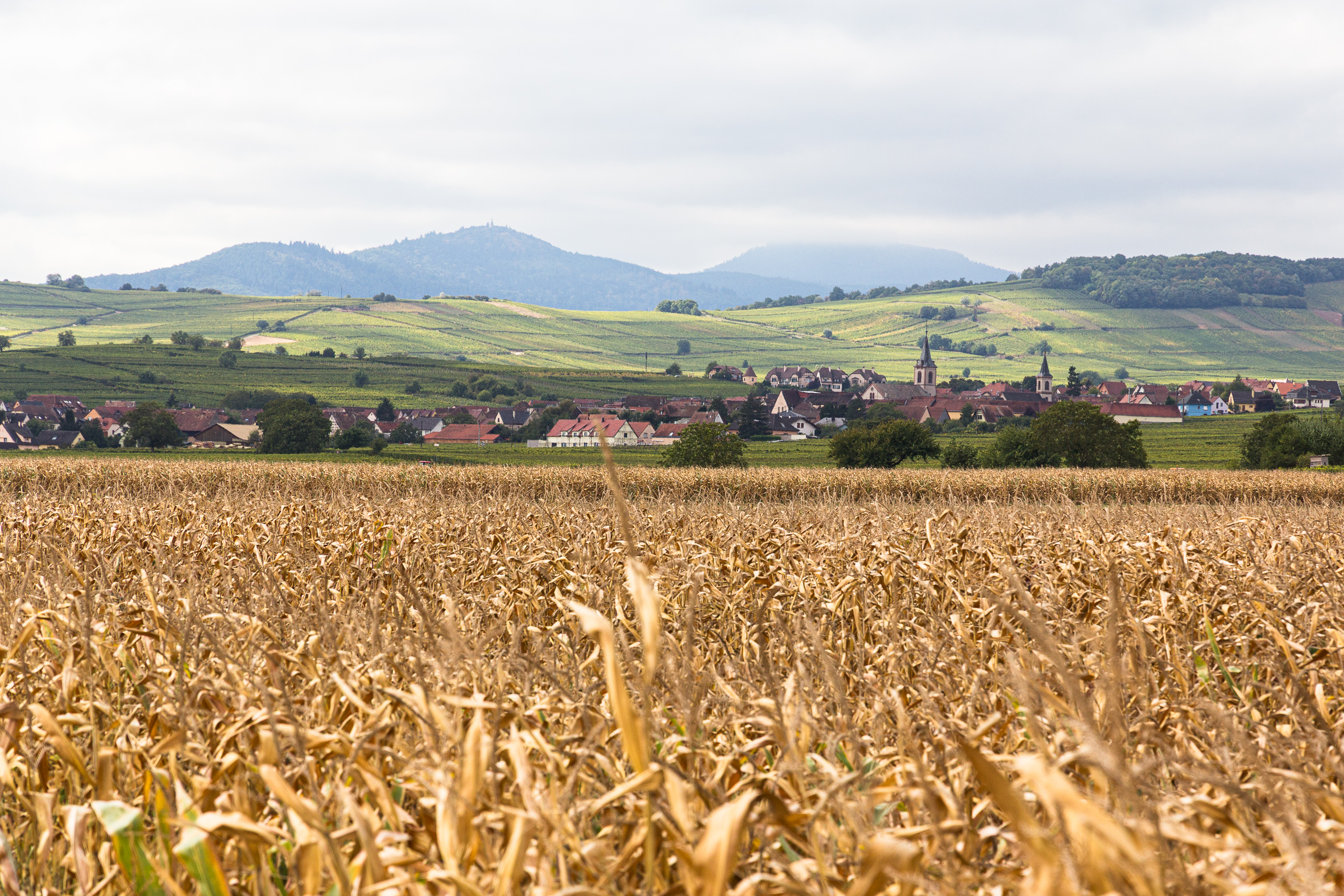 Abgereiftes Maisfeld, dahinter Weinhänge und die Vogesenkette