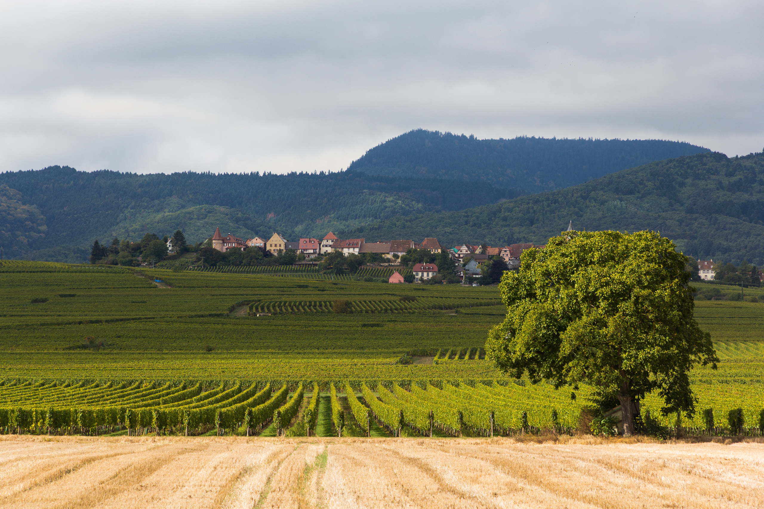 Weindorf am Hangfuß – die Reben reichen bis an die Häuser